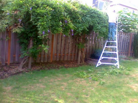Garcia's Landscape Maintenance worker in a ladder trimming a plant flowing above a wood fence, tree pruning, front yard well maintained, professional lawn care services