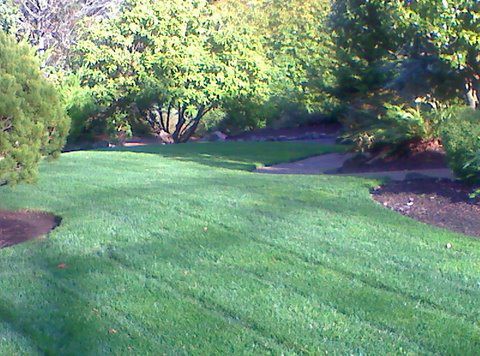 large backyard Lawn moved, landscape maintenance services Lake Oswego