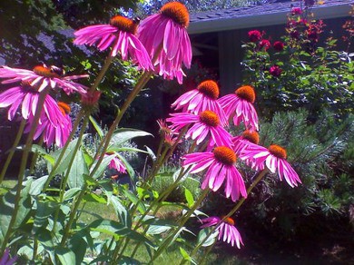 Bright pink flowers in a flower bed in yard.