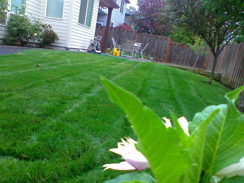 Beautiful view of a yard maintenance. perfectly mowed lawn in front of a yard. clean cut edges. Modern Lawn Maintenance with green healthy lawn divided by the sidewalk in front of the house.