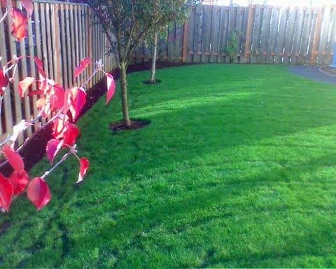 Beautifully mowed lawn in backyard. Bright red leaves. Great lawn maintenance. Wooden fence surrounding the backyard.