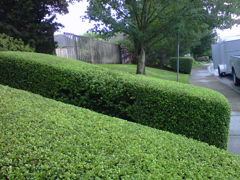 Perfectly trimmed green hedges in front of house. Modern Landscape Maintenance.