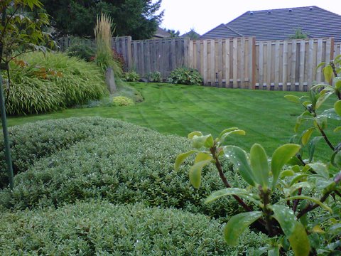Garcia's Landscape Maintenance hedge trimming services, tree pruning, back yard well maintained, professional lawn care services