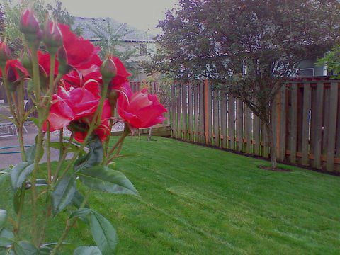 Beautifully mowed lawn in backyard. Bright pink flowers. Great lawn maintenance. Wooden fence to the side.