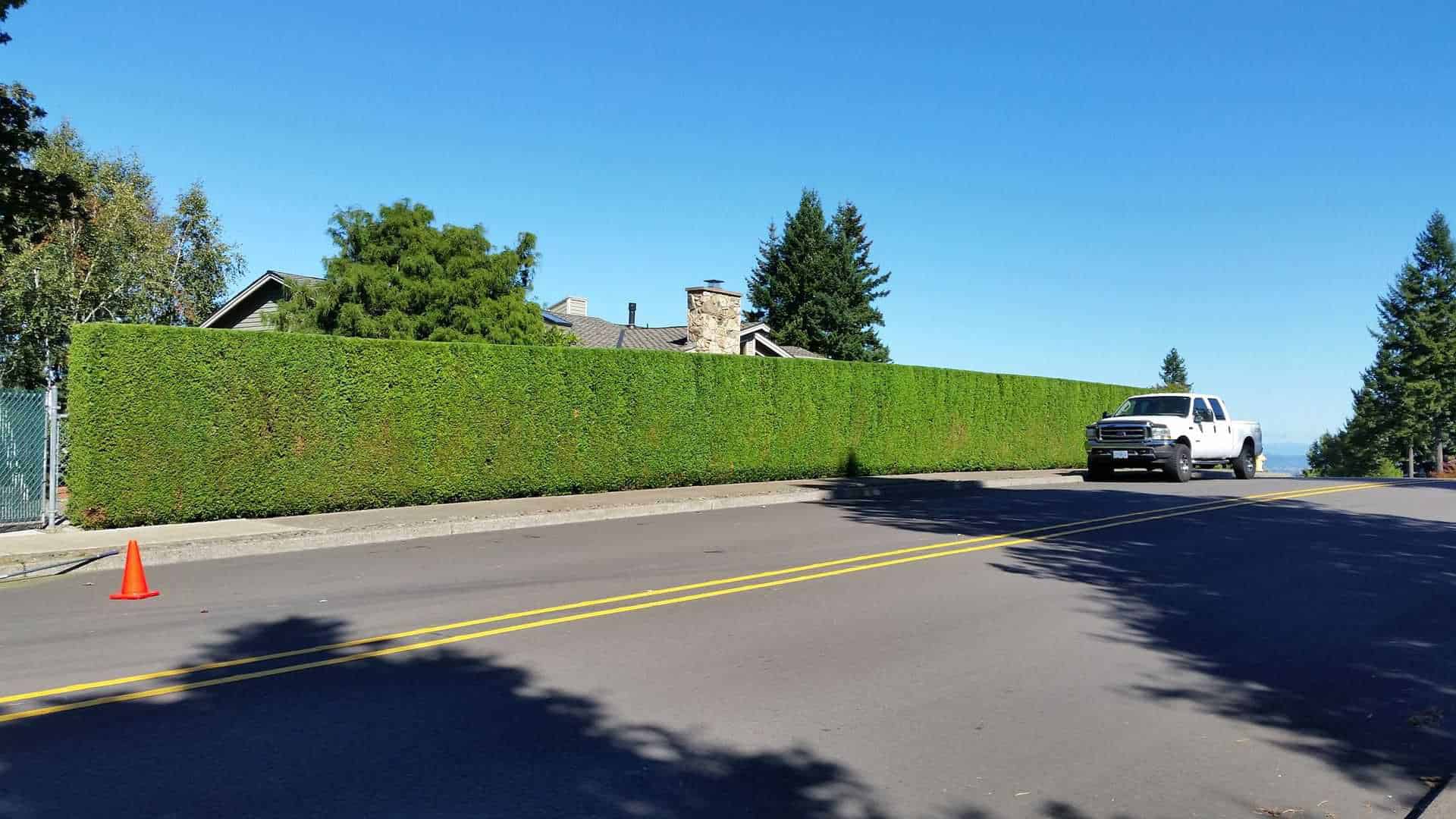 Perfectly trimmed tall hedge along the sidewalk, landscape maintenance, trimming hedge, pruning, lawn care Portland