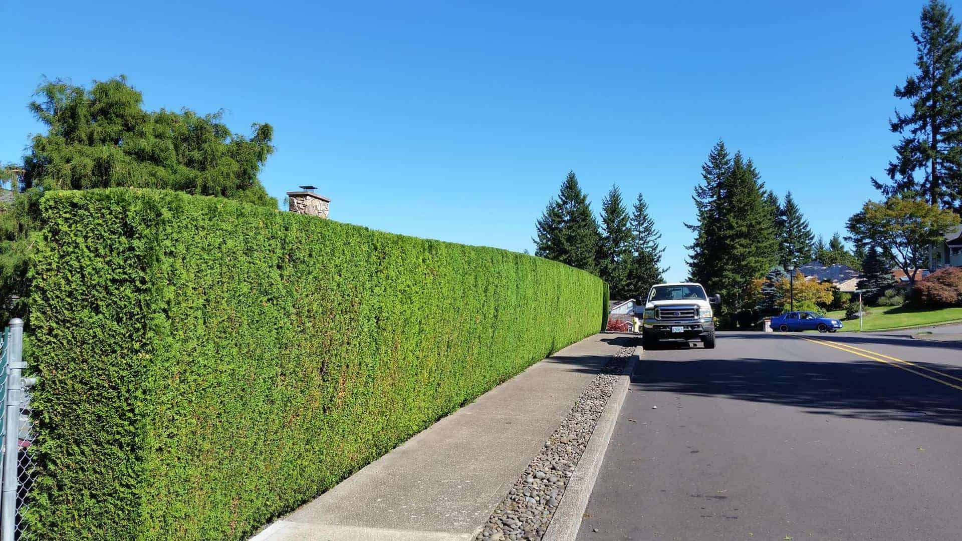Perfectly trimmed tall hedge along the sidewalk, landscape maintenance, trimming hedge, pruning, lawn care Portland,