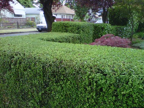 Perfectly trimmed green hedges in front yard. Modern Landscape Maintenance.