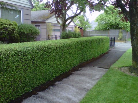 Perfectly trimmed green hedges in front yard. Modern Landscape Maintenance. Sidewalk in front.