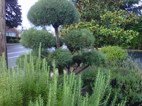 Perfectly pruned globe tree trimmed green hedges. Modern Lawn Maintenance.
