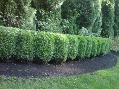 Pruning and Trimming Perfectly trimmed green hedges. Modern Lawn Maintenance.