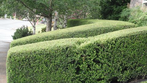 Perfectly trimmed green hedges in front of house. Modern Landscape Maintenance.