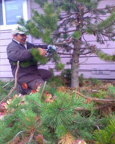 Garcia's Landscape Maintenance company worker pruning a tree as included in their clean up services and lawn maintenance services. Pruning and Trimming