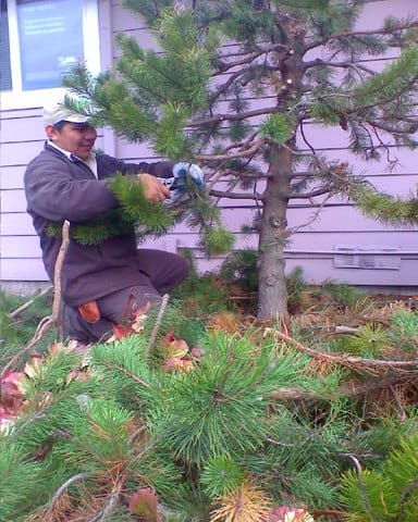 Garcia's Landscape Maintenance company worker pruning a tree as included in their clean up services and lawn maintenance services. Pruning and Trimming