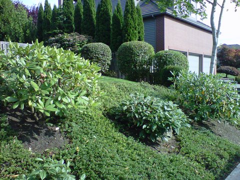Perfectly trimmed green lawn and bushes in front yard. Modern Landscape Maintenance.