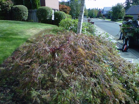 Shrubs and bushes trimmed, pruning services, yard maintained, lawn mowed