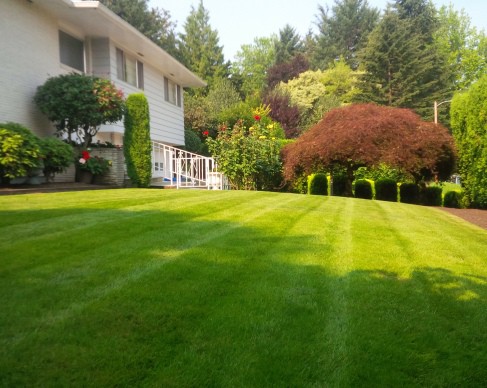 Large yard maintained and lawn moved perfectly, with a house in the background