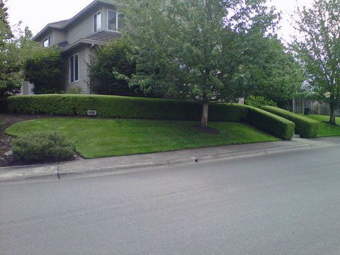 Perfectly trimmed green lawn and bushes in front yard. Modern Landscape Maintenance.