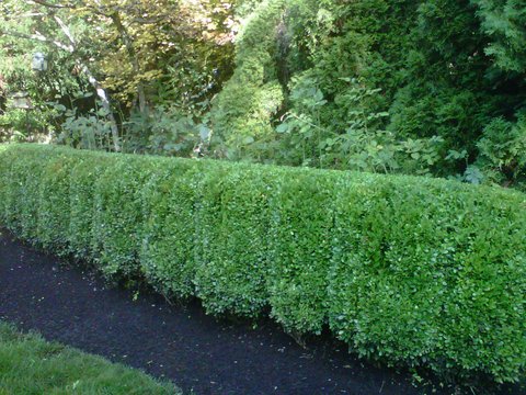 Perfectly trimmed green hedges in front yard. Modern Landscape Maintenance. Lawn care, lawn maintenance, mulching, bark-dust