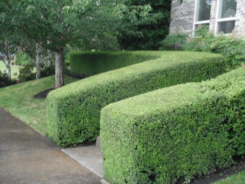 Perfectly trimmed green hedges in front yard. Modern Landscape Maintenance.