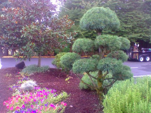 Beautiful trimmed Globe tree in a front yard, lawn care, landscape maintenance Portland, front yard care