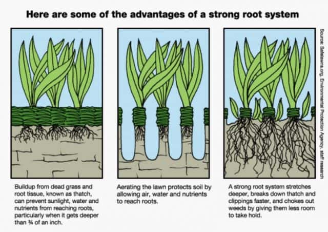 Drawing showing the advantages of doing aeration to your lawn, lawn maintenance, green lawn, healthy lawn