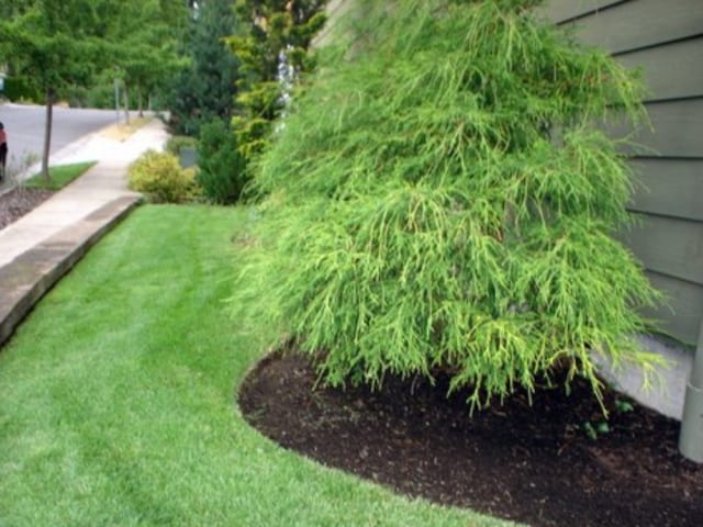 Front yard mulched, Mulching under tree in front yard, lawn care, mulching services