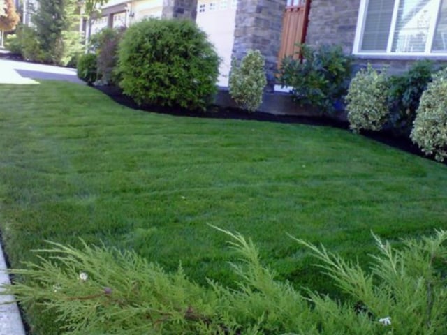 Front yard mulched, Mulching under shrubs and bushes in front yard, lawn care, mulching services